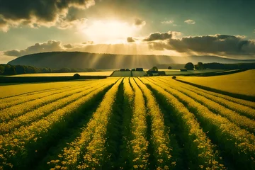 Crédence de cuisine en verre imprimé Aoraki/Mount Cook sunset over fields near mountains