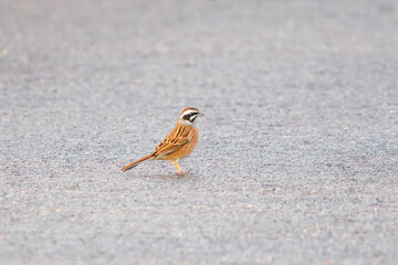 餌を探す可愛いホオジロ（ホオジロ科）。

日本国千葉県三郷市、江戸川河川敷にて。
2024年1月21日撮影。
