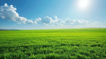 Green field and blue sky with white clouds. Beautiful summer landscape.