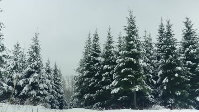 Snow covered fir tree christmas forest winter low angle shot panning right