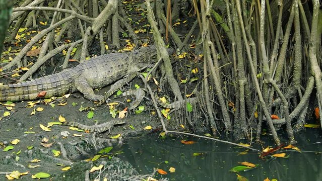 The Brazilian alligator, (Jacare do Papo Amarelo) takes care of four little alligators in a wetland in Rio de Janeiro, Brazil.