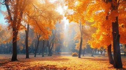 Schilderijen op glas Autumn scene. Bright colorful landscape yellow trees in autumn park. Fall nature. © buraratn