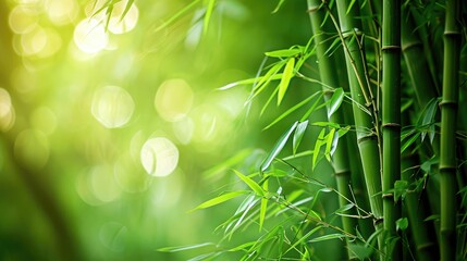 Obraz na płótnie Canvas Bamboo forest and green meadow grass with natural light in blur style. Bamboos green leaves and bamboo tree with bokeh in nature forest. Nature pattern view of leaf on blurred greenery background.
