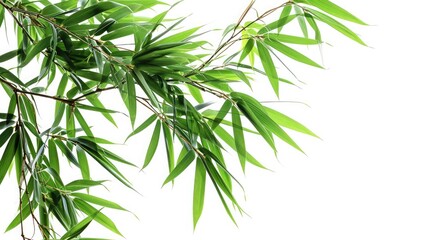 bamboo tree branch isolated on white background