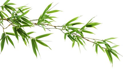 bamboo tree branch isolated on white background