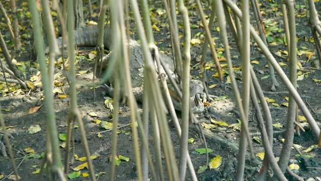 The Brazillian alligator (caiman) is behind the vegetation at the wetland around Rio de Janeiro, Brazil