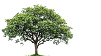 Fototapeta premium big tree isolate on white background