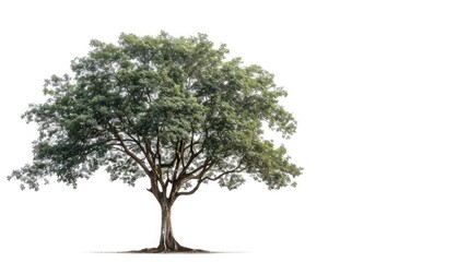 Obraz premium big tree isolate on white background