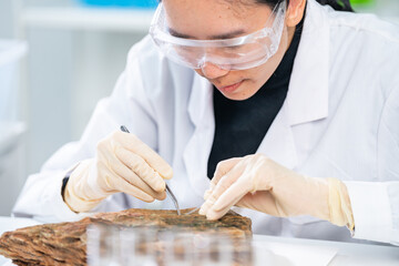 Expert female geologist or archaeologist working with rock, stone or fossil sample in paleontology,...