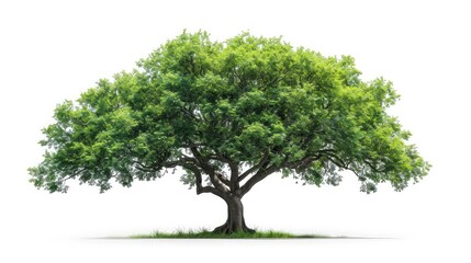 big tree isolate on white background