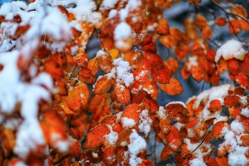 red autumn leaves