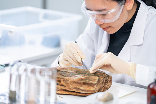 Expert female geologist or archaeologist working with rock, stone or fossil sample in paleontology, archaeological and geological or historic laboratory. Concept of ground research or soil experiment.