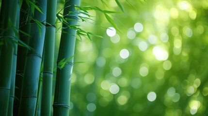 Fototapeta na wymiar Blurred images of bamboo forest Bamboo Background