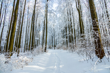 Kleine Winterwanderung im runde um den verschneiten Inselsberg bei Brotterode - Thüringen -...