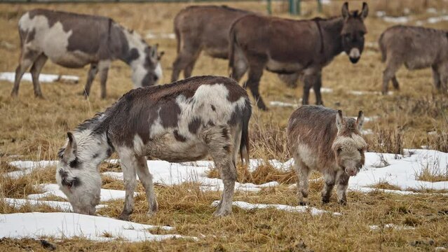 Mini Donkey and its baby in a field with other burros in a field during the winter.