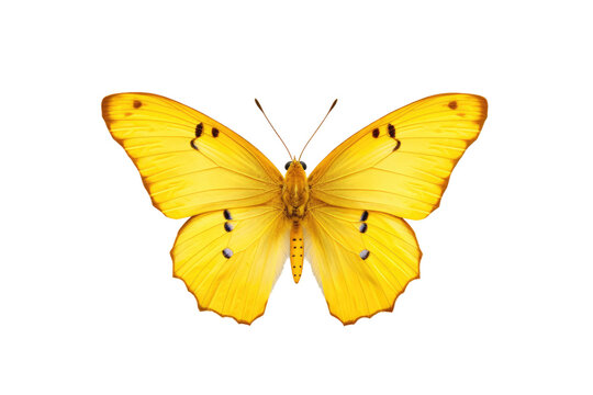 Yellow Butterfly Isolated On Transparent Background