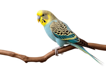 Parakeet on a Branch Isolated On Transparent Background
