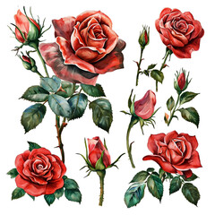 set of red roses on white background, water color style - obrazy, fototapety, plakaty