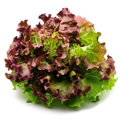 Batavia lettuce, with its mix of green and reddish leaves isolated on white background - obrazy, fototapety, plakaty