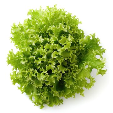 Friese lettuce green leaves isolated on white background