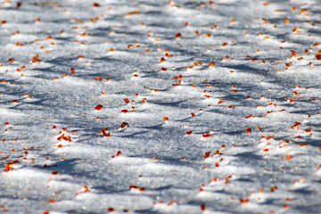 Leftovers of bird food in the snow under an apple tree on a winter day