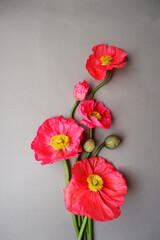 Colorful poppy flowers on gray background. Colorful flower background for spring , Easter and...