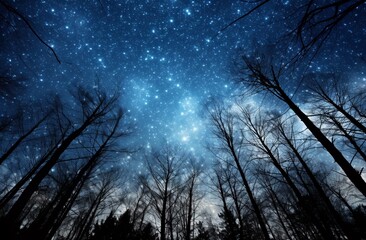 Stars in the night sky and silhouette of trees.