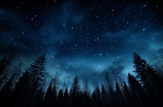 Night sky with stars and silhouettes of trees.