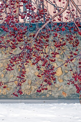 Branches of a wild apple tree with fruits on a winter day