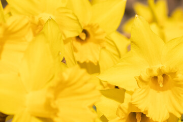 Obraz na płótnie Canvas close up of daffodils 