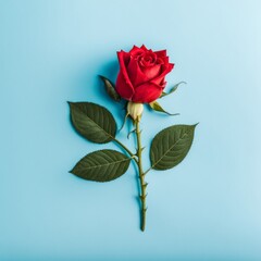 Obraz premium Red rose flower on blue background, Valentine's day greeting card.