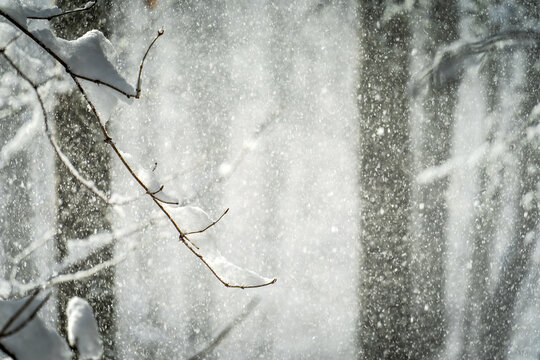 Branches avec de la neige qui tombe des arbres