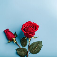 Fototapeta premium Red rose flower on blue background, Valentine's day greeting card.