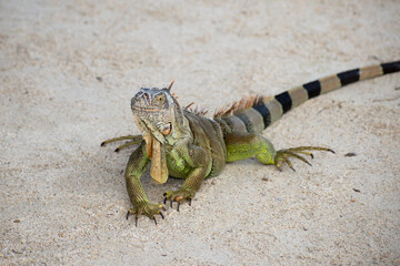 iguana on the beach