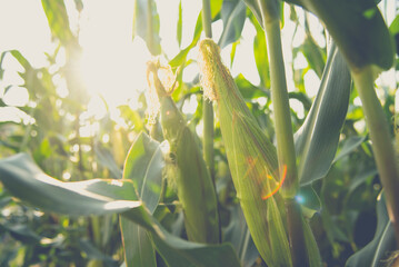 Waxy corn field in sunset.