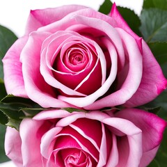 The Pink rose is reflected on a white background