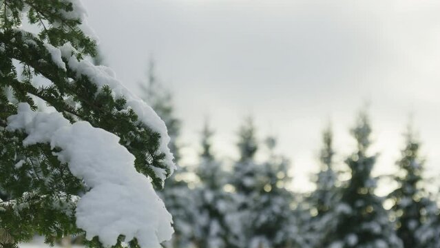 Snow covered fir tree branch bright sunny blurry background forest