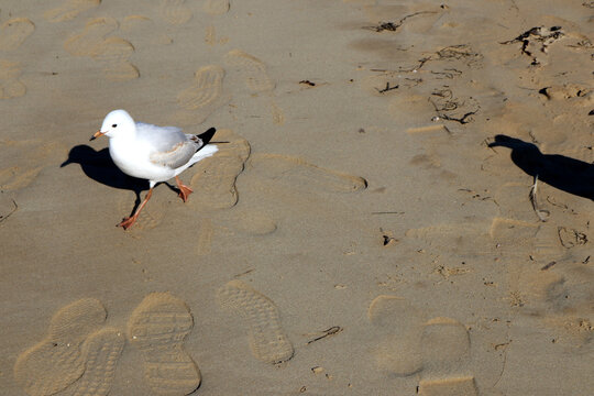 Juvenile Silver gulls (Chroicocephalus novaehollandiae) looking for food on a beach: (pix Sanjiv Shukla)