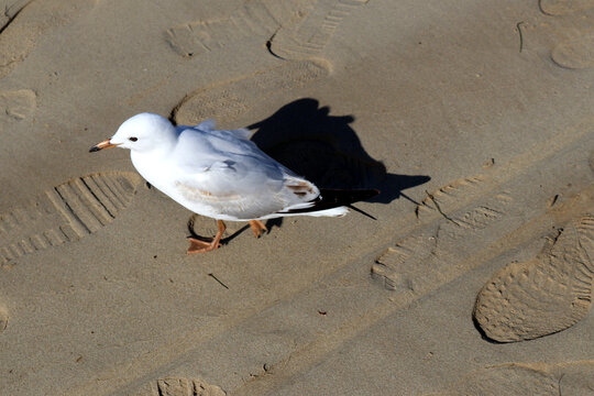 Juvenile Silver gulls (Chroicocephalus novaehollandiae) looking for food on a beach: (pix Sanjiv Shukla)