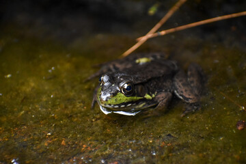 frog in the water