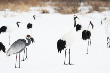 White-naped crane in flock of red-crowned cranes on snow
