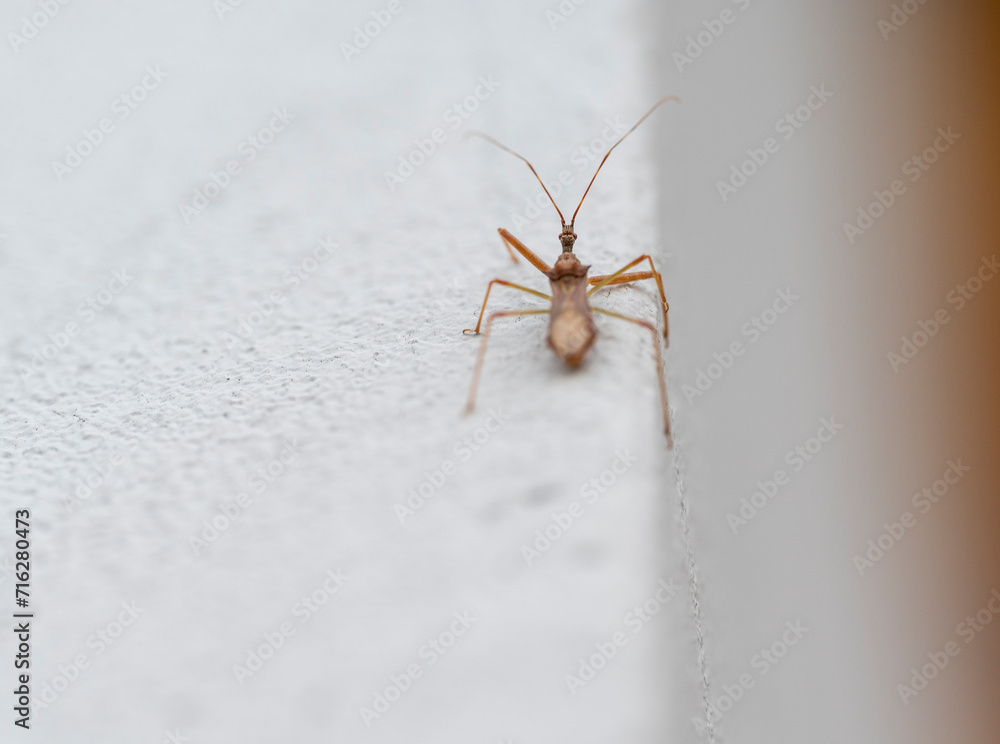 Wall mural detail of a harpactorinae beetle on the edge of a white wall.