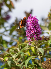 Detail of a purple lilac flower with a colorful butterfly.