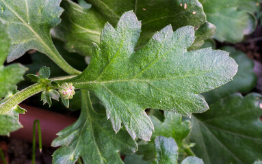 Detail of a green leaf and a small flower bud of a Chrysanthemum plant.