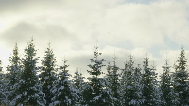 Snow covered fir tree christmas forest winter panning right