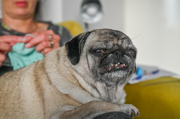 an old pug lies on the owner's lap 15