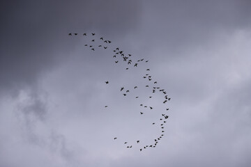 a flock of geese flying in formation in the cloudy sky