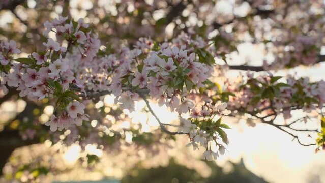 - 朝日に照らされる満開の桜　クローズアップ, close-up of cherry blossoms in full bloom illuminated by the morning sun