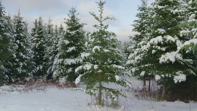 Snow covered fir tree christmas forest winter tilting up
