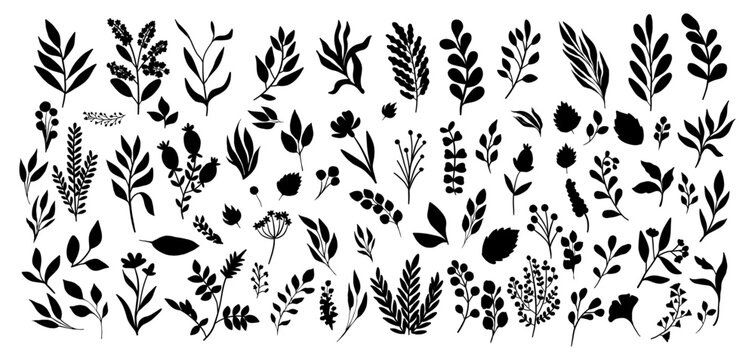 Set of leaves silhouette of beautiful plants, leaves, plant design. Vector illustration .